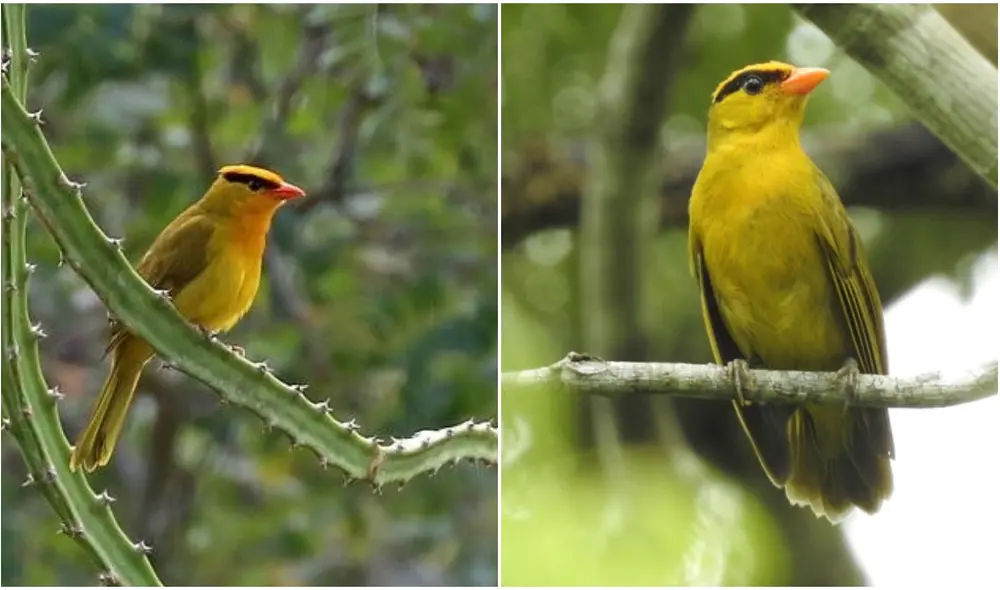 El análisis genético de Inti Tanager llevó a la decisión de proponerlo no solo como una nueva especie, sino también como un nuevo género. Foto: composición/ David Fisher / Louisiana State University