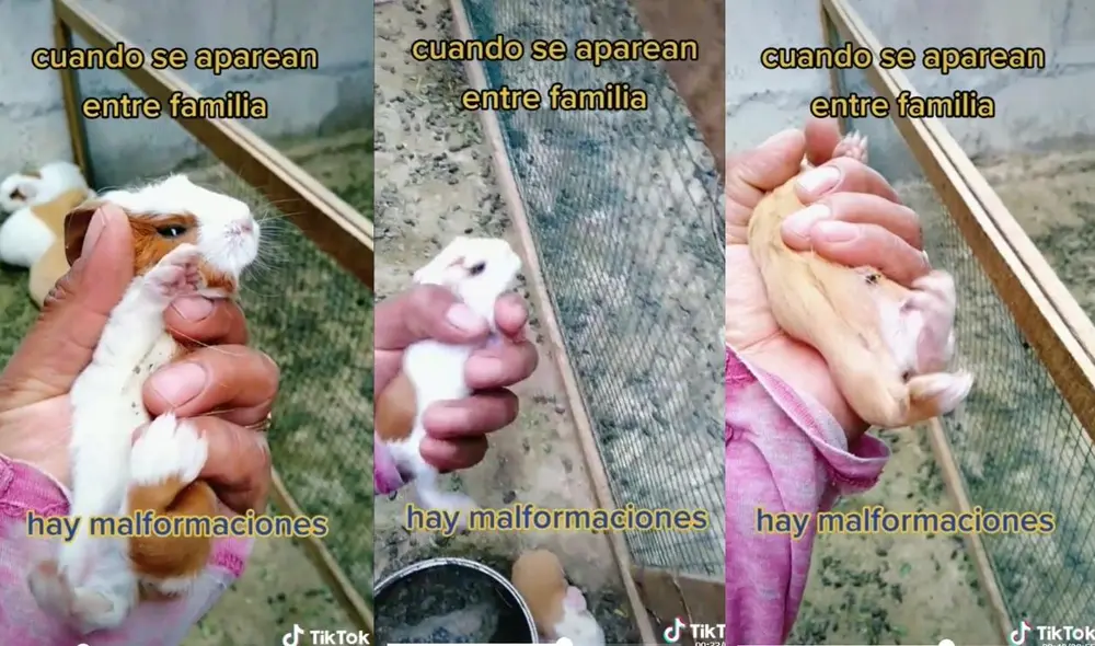 La usuaria que se identifica como una cusqueña al rescate de la identidad nacional, muestra entre su contenido los cuidado que tiene con sus cuyes. Foto: captura de TikTok