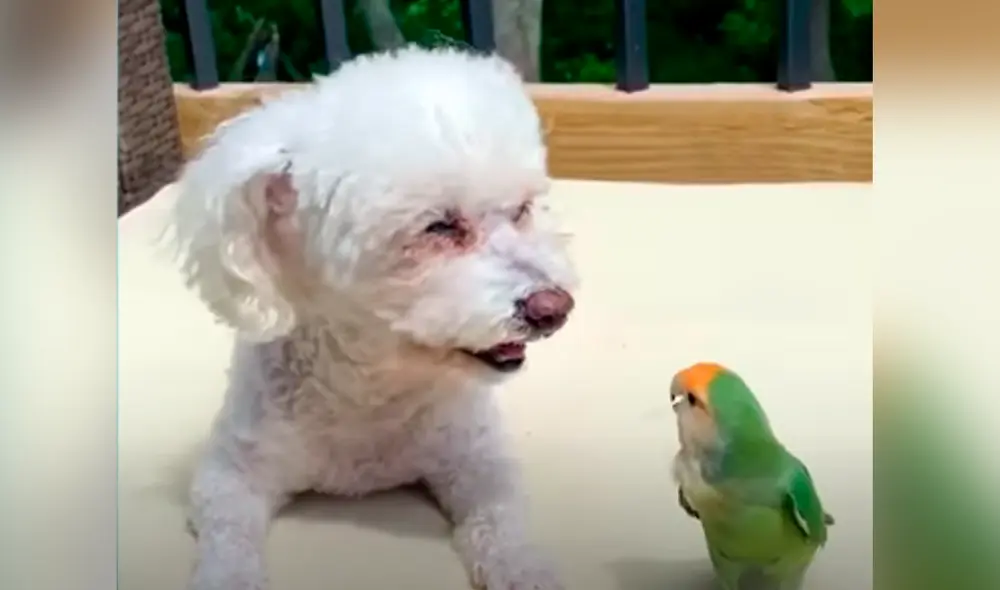El video viral ha sido compartido en el canal El Dodo. Foto: captura de YouTube El video viral ha sido compartido en el canal El Dodo. Foto: captura de YouTube