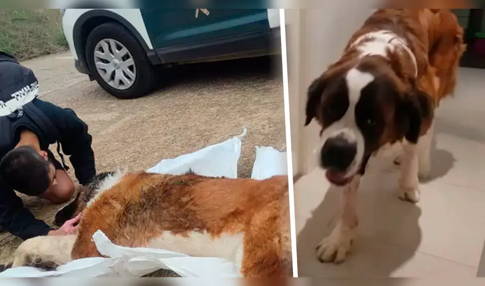 Momentos del rescate de Zac, un enorme San Bernardo de 80 kilos de peso. Foto: Guardia Civil de España Momentos del rescate de Zac, un enorme San Bernardo de 80 kilos de peso. Foto: Guardia Civil de España