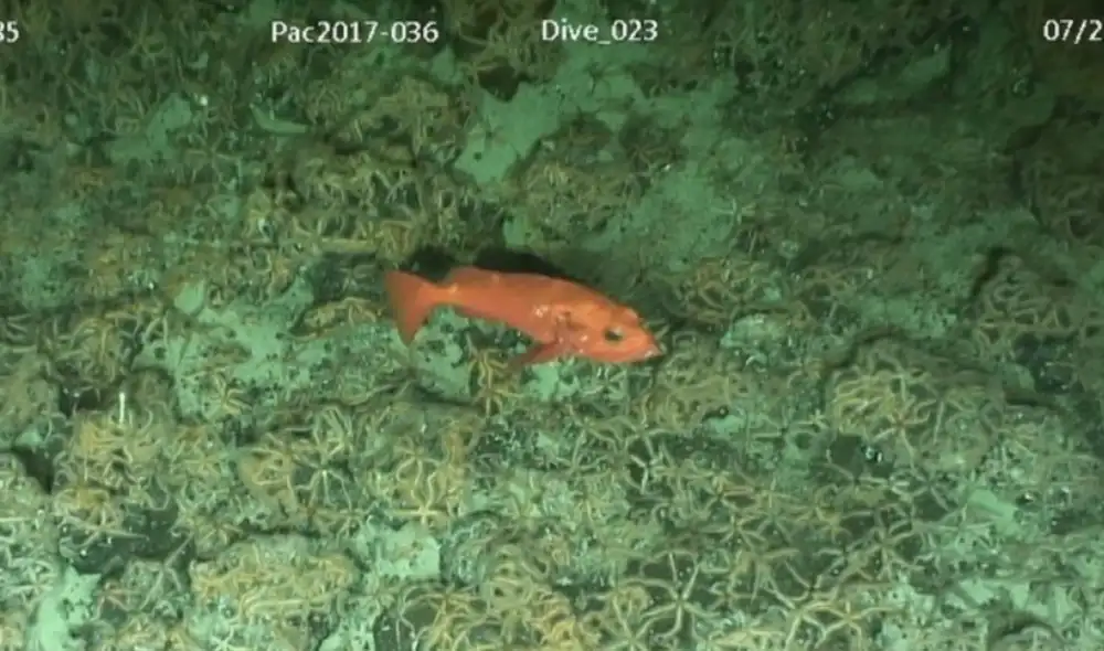 Las 120 especies de peces roca difieren en sus características y esperanzas de vida, las cuales oscilan entre 11 y 200 años. Sebastes aleutianus es la más longeva de todas. Foto: Jennifer Long / Fisheries and Oceans Canada