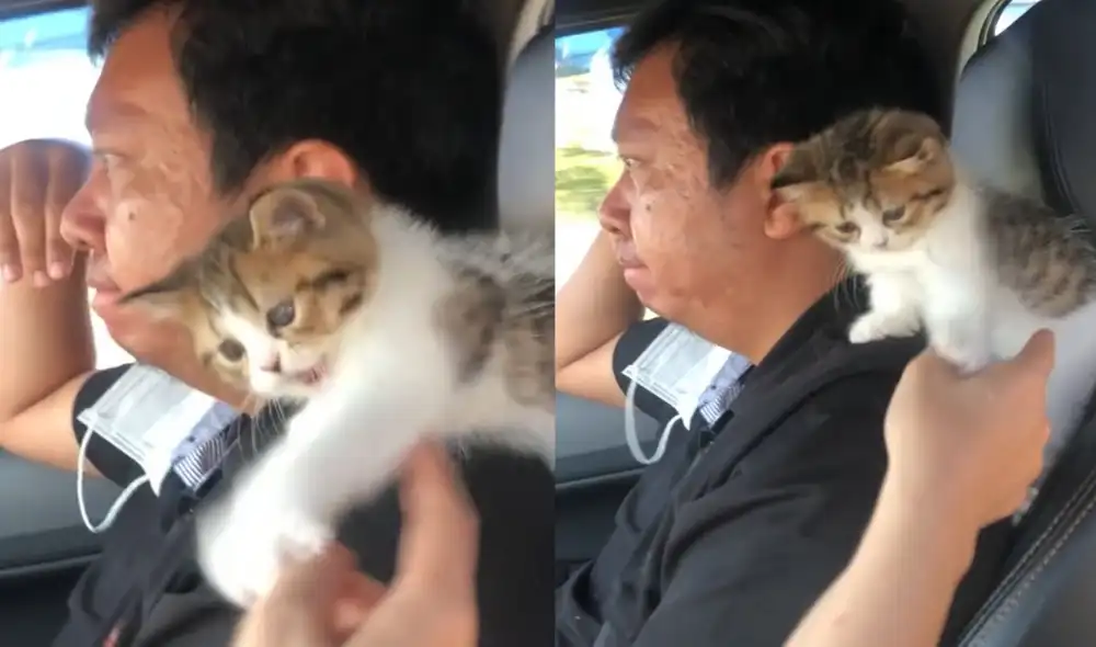 Mujer intenta tocar a su esposo, pero es detenida por su tierno gatito