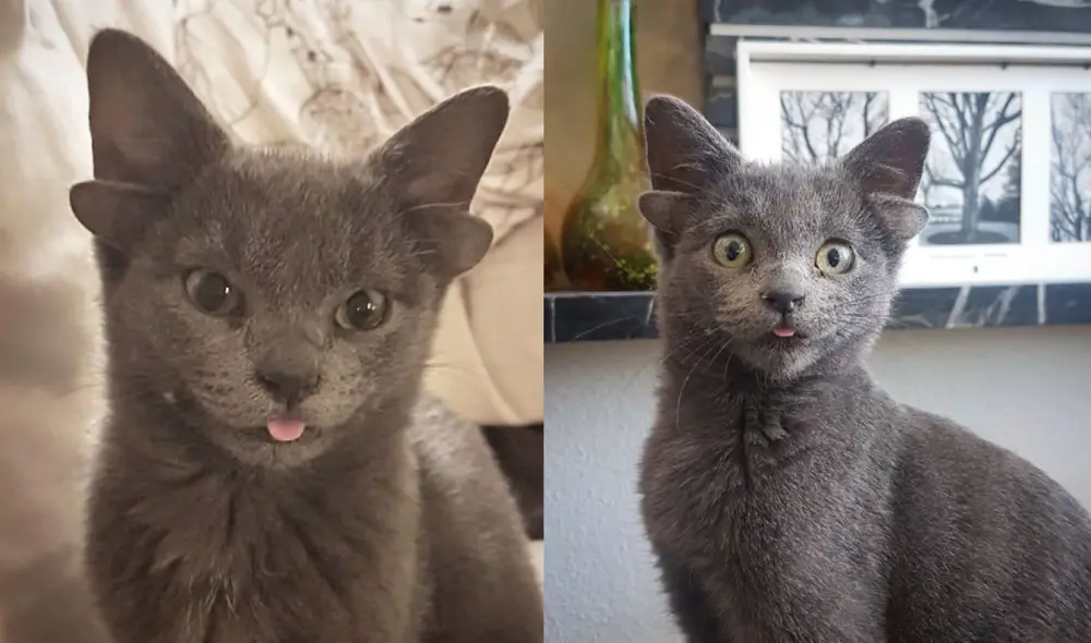 Midas fue adoptada por una joven en Turquía, quién demuestra su amor por la minina con cuatro orejitas. Foto: captura de Instagram