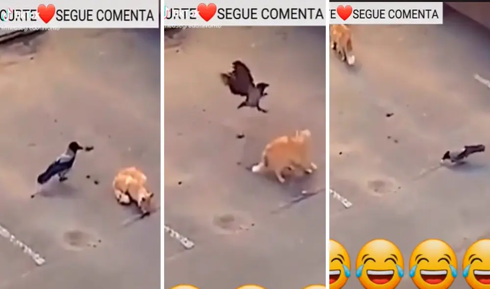 Las palomas trabajaron en equipo para apoderarse de la comida del gato. Foto: captura de TikTok