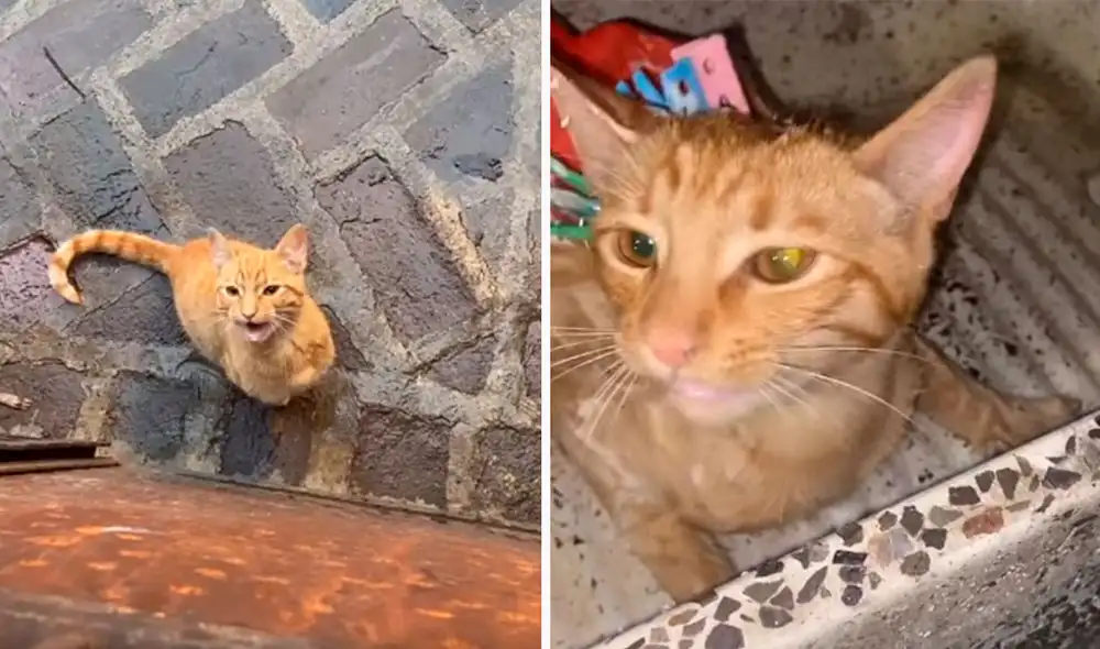 Un joven escuchó los maullidos de su gatito y le llamó la atención por su travesura; sin embargo, su madre le quiso dar una lección. Foto: captura de YouTube