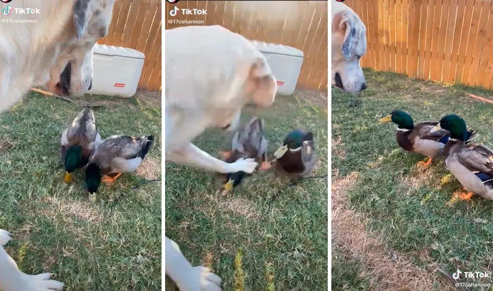 Los patos se molestaron con el perro tras haberlos importunado. Foto: captura de TikTok Los patos se molestaron con el perro tras haberlos importunado. Foto: captura de TikTok