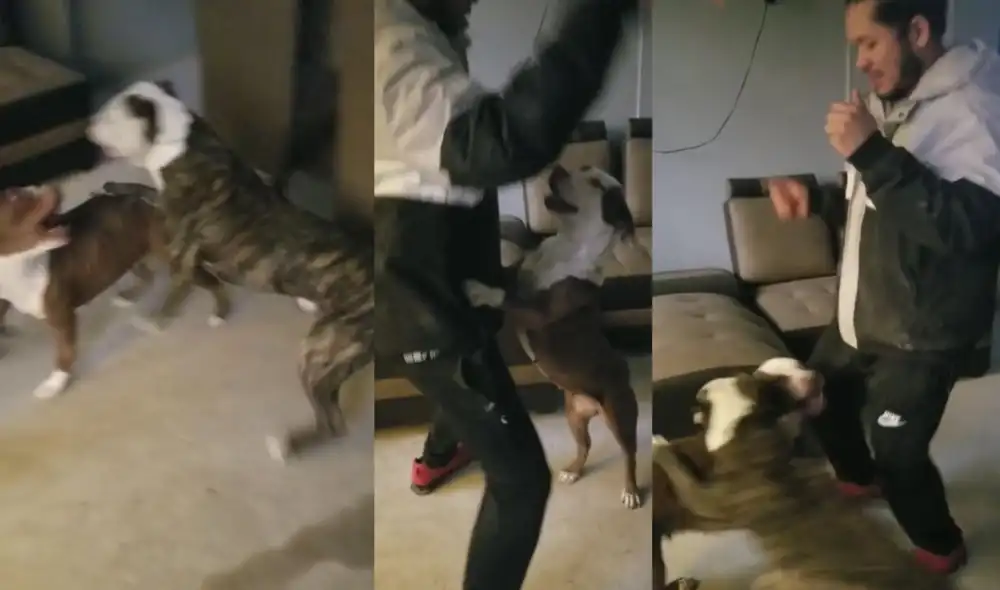 Perro se molesta al ver que su ‘compañera’ bailaba con su dueño