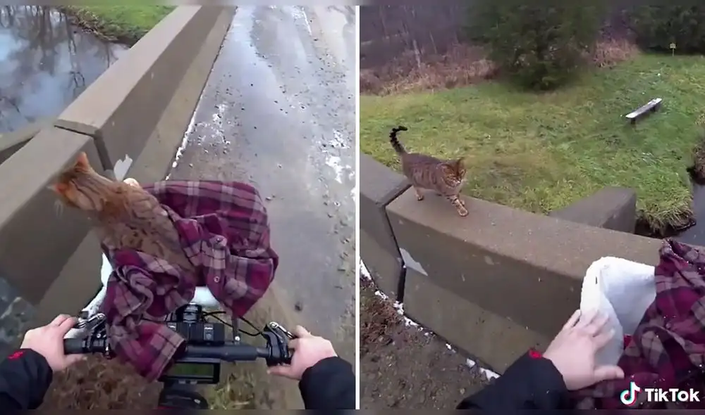 Más de medio millón de usuarios quedaron cautivado con el trato que el dueño le da a su felino llamado Pouncey. Foto: captura de TikTok