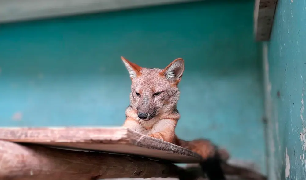 Run Run fue rescatado el último 8 de noviembre en Comas. Tras varios exámenes se determinó que tienen enfermedades infecciosas. Foto: Andina Run Run fue rescatado el último 8 de noviembre en Comas. Tras varios exámenes se determinó que tienen enfermedades infecciosas. Foto: Andina