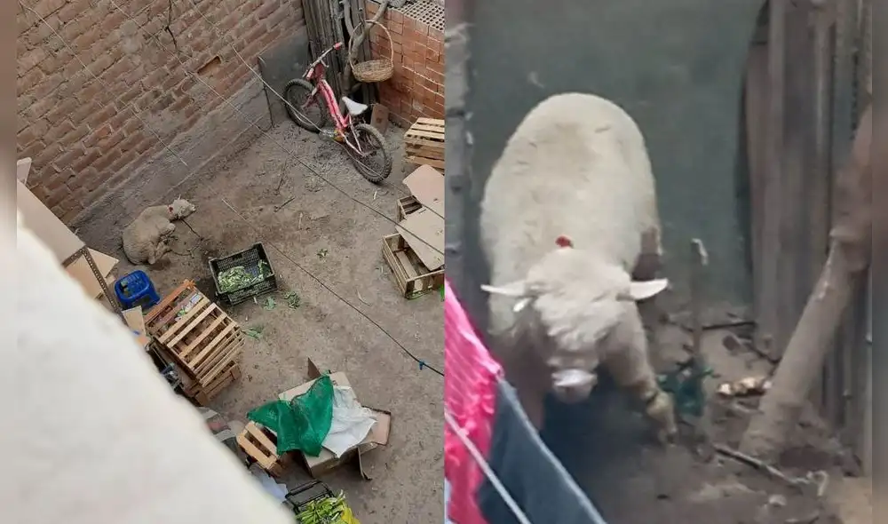 La usuaria de nombre Nela (@9pio_) relató que el animal está encerrado y no lo alimentan de la manera adecuada. Fuente: Twitter (@9pio_)