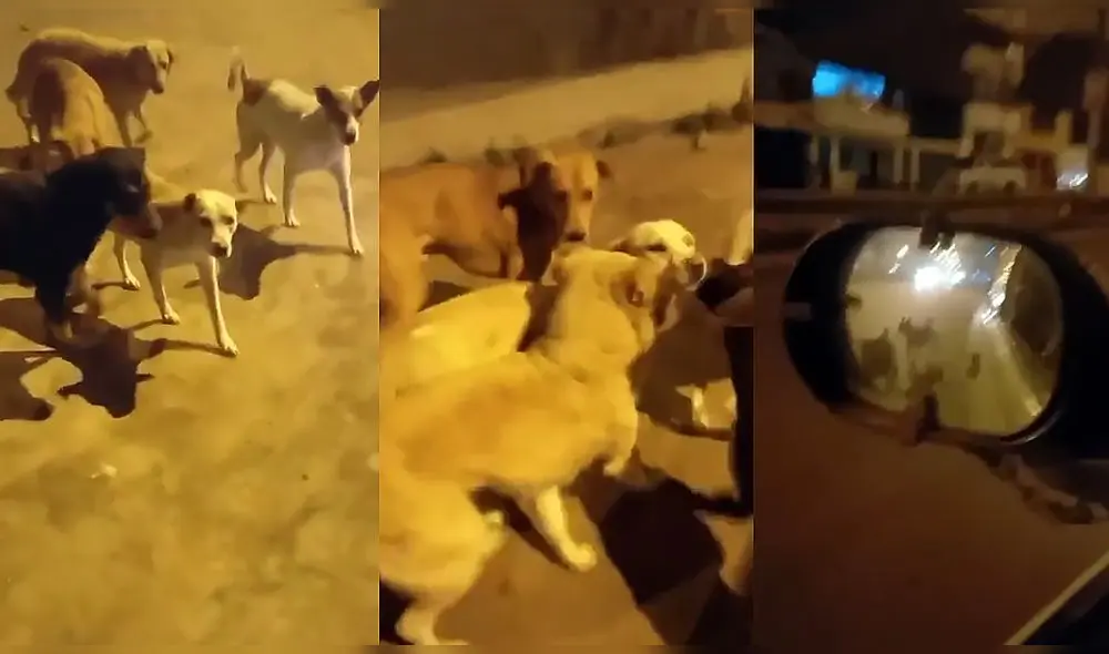 La escena ha sumado más de 322.200 visualizaciones en la red social. Foto: captura de TikTok