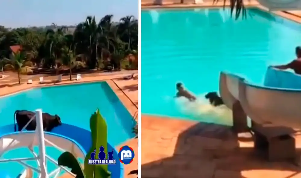 La vaca usó el tobogán para darse un chapuzón en la piscina. Foto: captura de Facebook