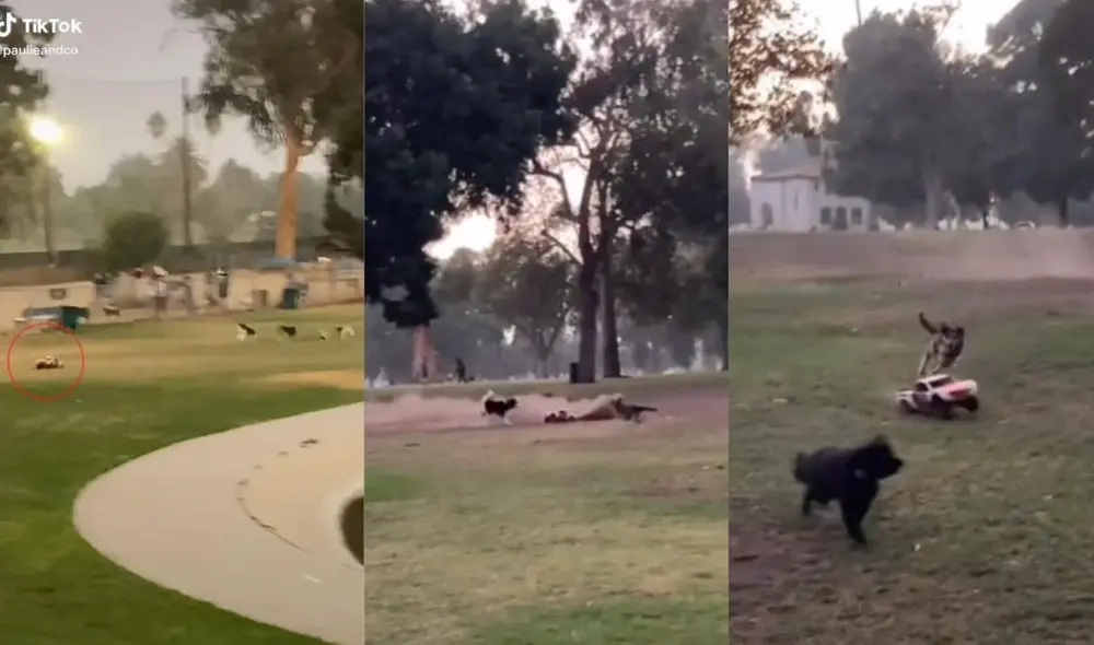 La usuaria que dedica la cuenta a sus mascotas suele compartir anécdotas de sus tres perritos. Foto: captura de TikTok