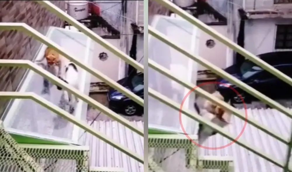 La usuaria que suele compartir otro tipo de contenido se topó con esta escena peculiar que ya se viralizó. Foto: captura de TikTok La usuaria que suele compartir otro tipo de contenido se topó con esta escena peculiar que ya se viralizó. Foto: captura de TikTok