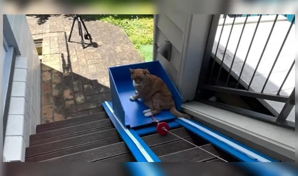 El felino demoró 10 minutos en sentarse en el ascensor. Foto: captura de TikTok