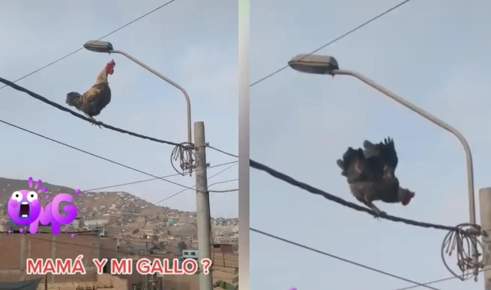 Los usuarios compararon al animal con el gallo del dibujo 'La Granja de Zenón'. Foto: captura de TikTok
