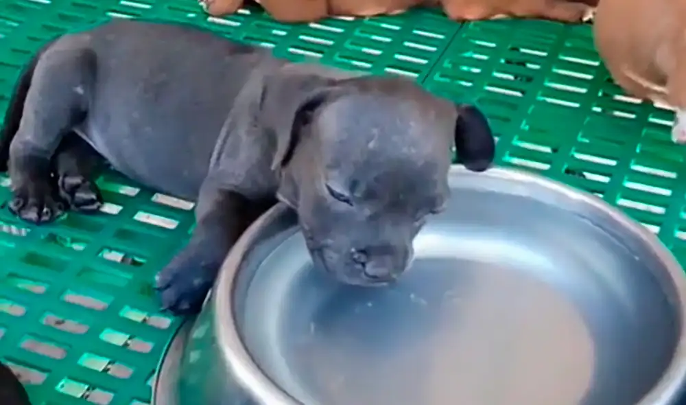 La mascota se empapó el rostro con el agua de su platillo, pero pudo despertarse a tiempo y no sufrir algún accidente. Foto: captura de TikTok