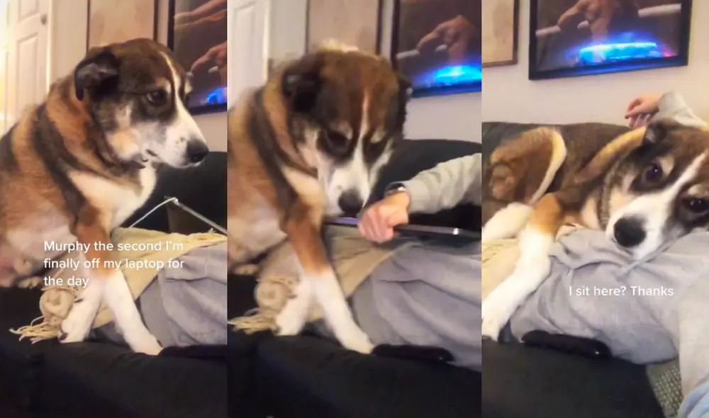 La tierna escena ha conmovido a miles de cibernautas por la consideración del perrito al esperar que su dueña le de permiso para dormir en su pecho. Foto: captura de TikTok