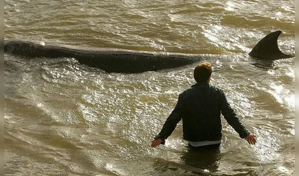En 2015, se ha tenido avistamiento de ballenas en el Támesis. Foto: BBC En 2015, se ha tenido avistamiento de ballenas en el Támesis. Foto: BBC