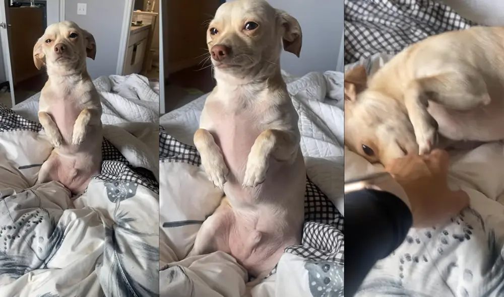 El animal se colocó en una posición de que  extraña a su dueña. Foto: captura de YouTube