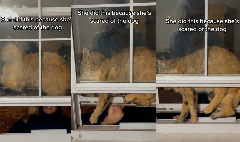 La familia tuvo que bajar cada vidrio para lograr que el felino saliera por una pequeña abertura que había en la ventana. Foto: captura de TikTok