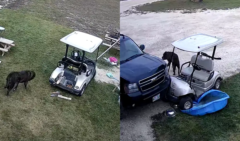 El perrito de raza mastín inglés de 10 maneja el carrito de golf. Foto: captura de YouTube