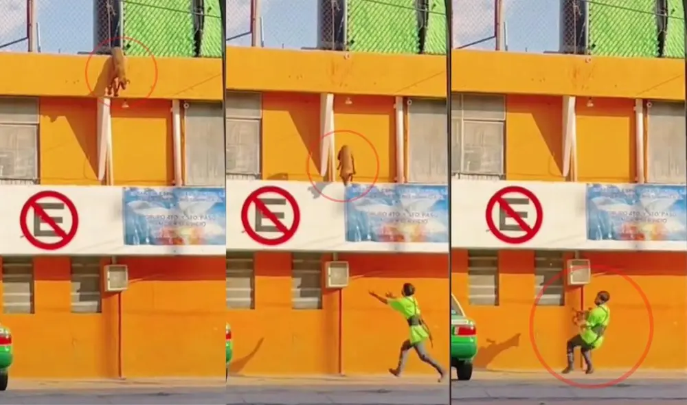 El usuario se dedica a compartir rescates de mascotas y videos curiosos en su cuenta de TikTok. Foto: captura de TikTok El usuario se dedica a compartir rescates de mascotas y videos curiosos en su cuenta de TikTok. Foto: captura de TikTok