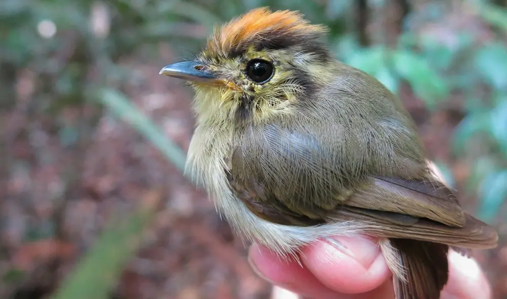 Un investigador sostiene un spadebill coronado de oro en Brasil. Esta especie muestra una proporción de ala y masa decreciente a lo largo del tiempo. Foto: Cameron Rutt