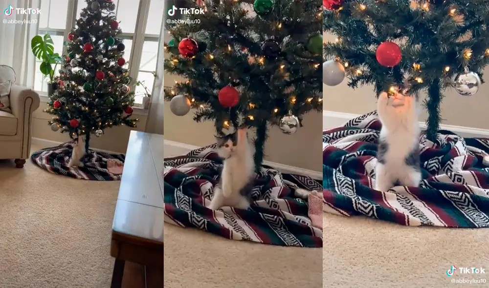 La mujer no pudo evitar quedar cautivada por la actuación de su mascota. Foto: captura de TikTok