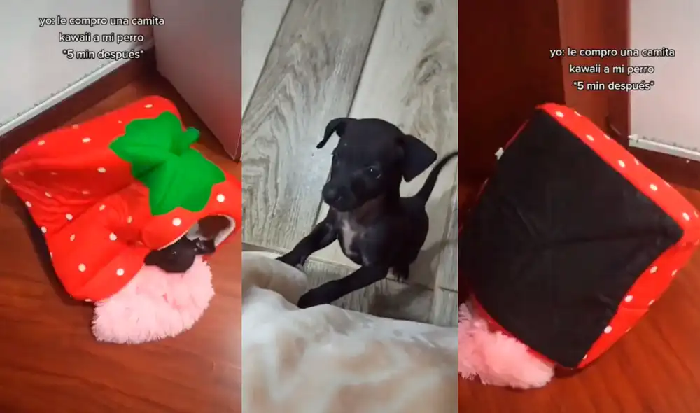El divertido cachorrito aprovechó el descuido de su dueña para realizar su travesura y rasgar su camita. Foto: captura de TikTok