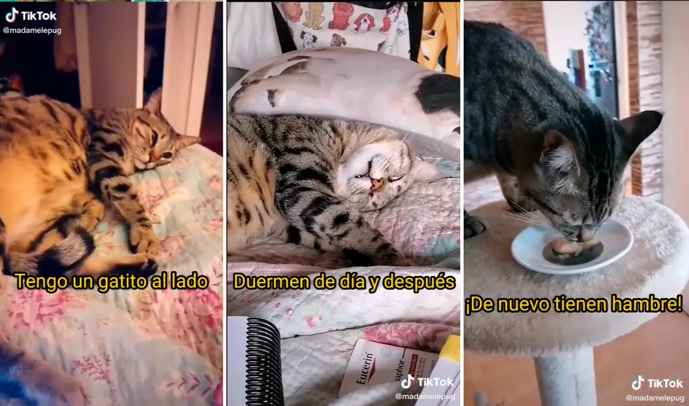 La joven le dedicó un tema a su mascota que ha sido del agrado de miles en redes sociales. Foto: captura de TikTok