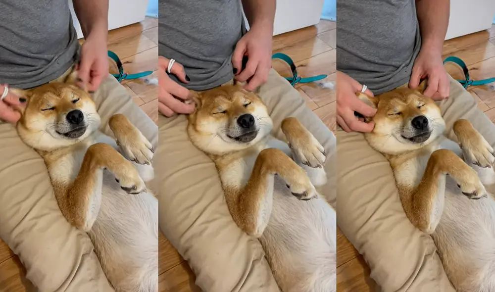 El nombre de esta encantadora perrita es Shiba. Foto: captura de YouTube El nombre de esta encantadora perrita es Shiba. Foto: captura de YouTube