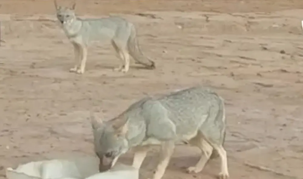 Alrededor de 30 zorros se acercan a Hervideros en busca de agua y comida. Foto: captura Panamericana Televisión