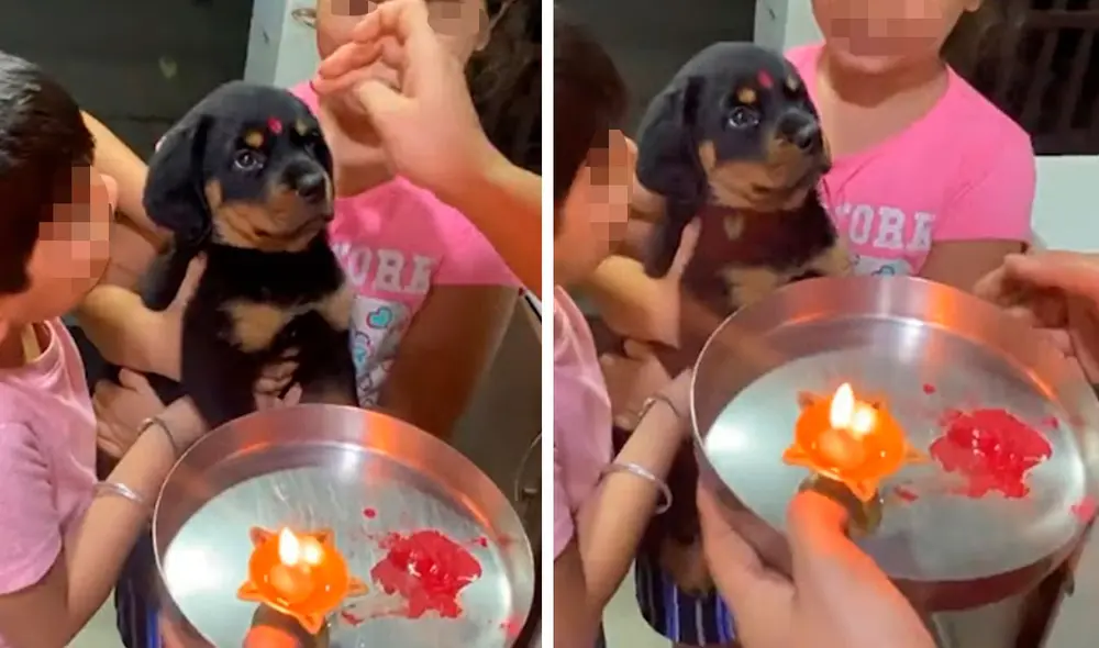 Los integrantes de una familia se emocionaron tras adoptar a un cachorro, por ello, lo recibieron de una manera original en su hogar. Foto: captura de YouTube