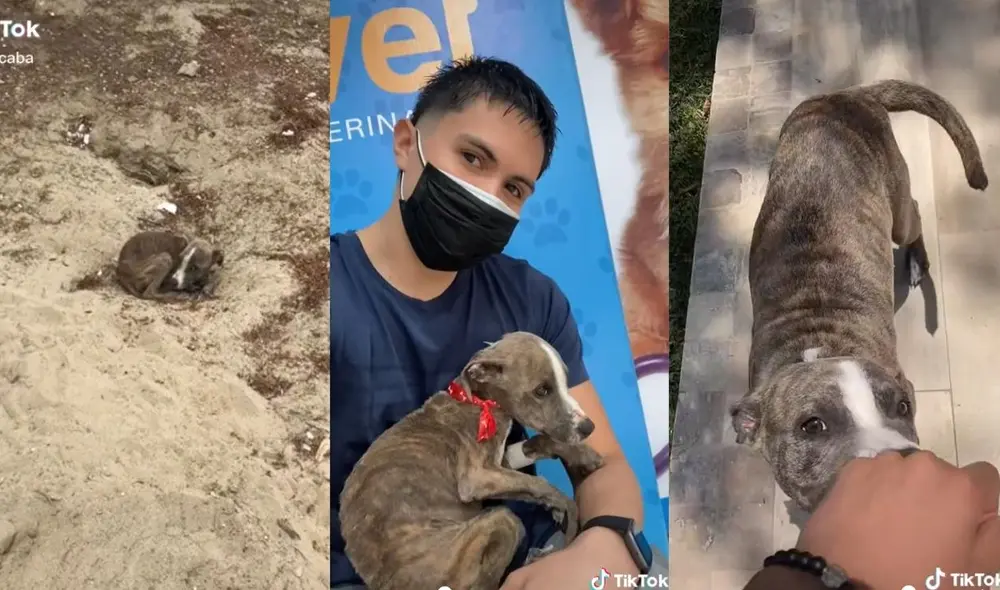 El joven usuario comparte en TikTok el buen progreso que está teniendo Lito, el cachorro que rescató. Video: captura de TikTok