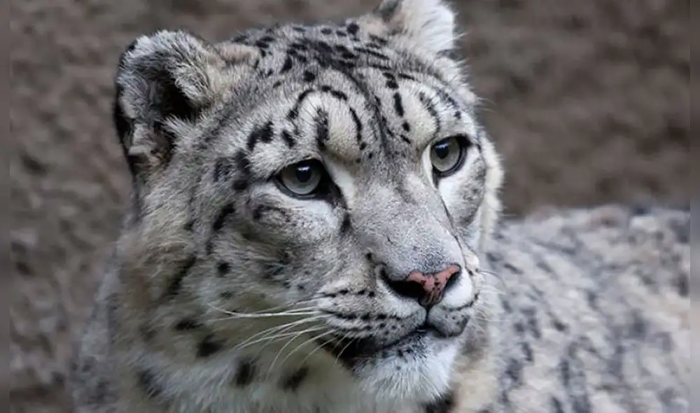 El leopardo de las nieves es la sexta especie salvaje en infectarse por COVID-19. Foto: referencial / Zoológico de Lousville El leopardo de las nieves es la sexta especie salvaje en infectarse por COVID-19. Foto: referencial / Zoológico de Lousville