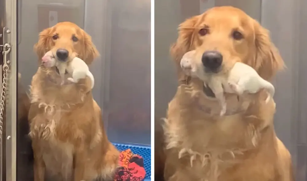 Una perrita recibió la visita de sus dueños tras dar a luz, por ello, no dudó en agarrar a sus bebés para que los vean por primera vez. Foto: captura de Facebook