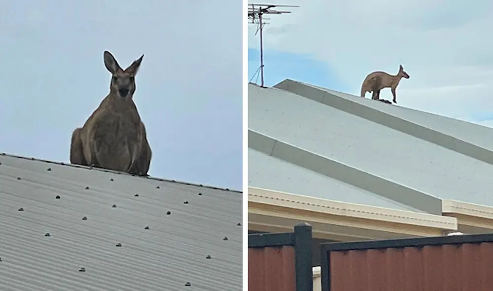 Los bomberos pensaron que se trataba de una broma por parte de unos niños, pero se dieron con tremenda sorpresa cuando vieron al animal. Foto: Paula Boon/ Facebook