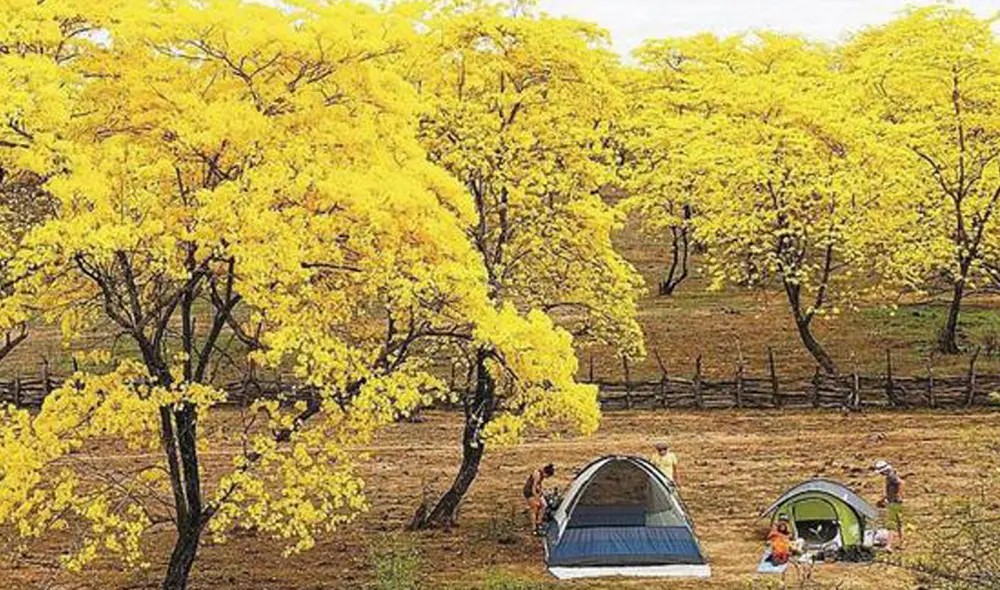 Esto se realiza en el marco de la reactivación económica por el Gobierno Regional de Tumbes. Foto: Gore Tumbes