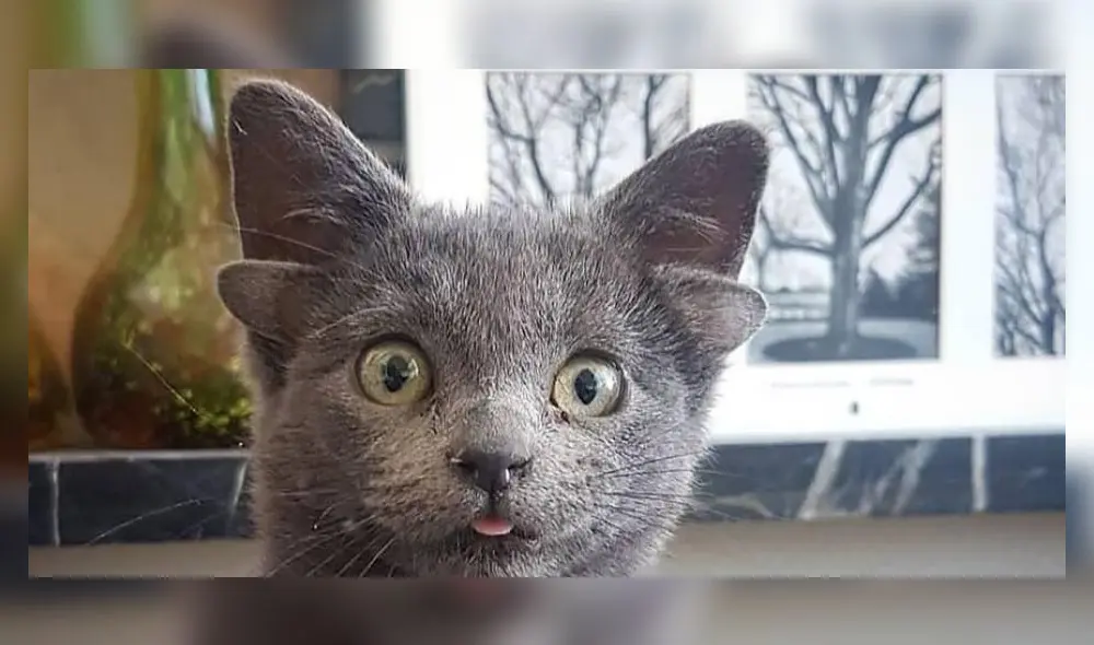 La popular felina 'muestra' sus actividades día a día en redes sociales. Foto: captura de TikTok