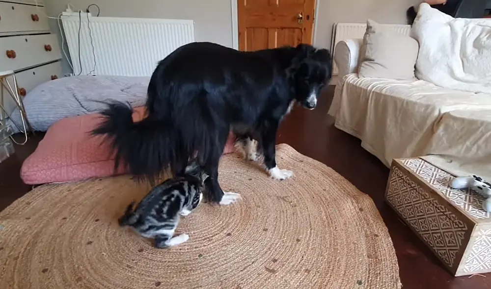 El gatito es muy juguetón mientras el perro es más calmado. Foto: captura de YouTube El gatito es muy juguetón mientras el perro es más calmado. Foto: captura de YouTube