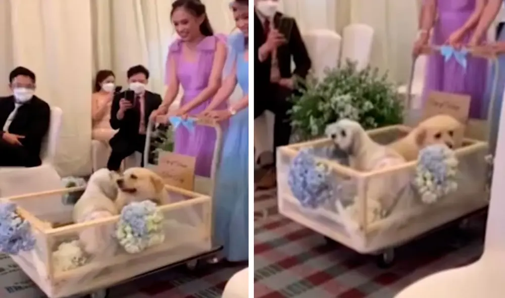 Una pareja tomó la decisión de que sus mascotas estuvieran presentes en su día más importante y pidieron a las damas de honor que los llevaran en un carrito. Foto: captura de YouTube Una pareja tomó la decisión de que sus mascotas estuvieran presentes en su día más importante y pidieron a las damas de honor que los llevaran en un carrito. Foto: captura de YouTube