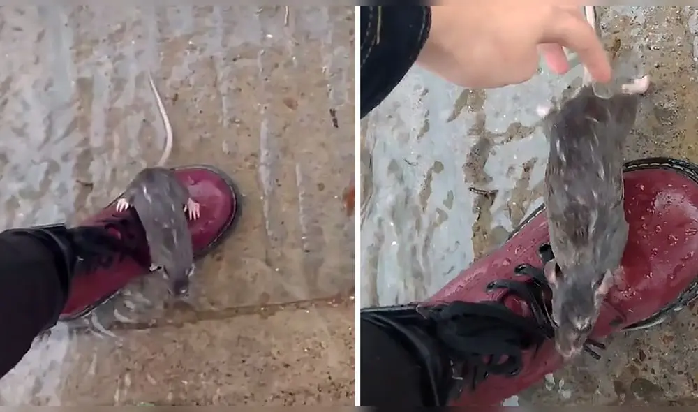 En un día de lluvia una joven encontró una rata y decidió filmar el momento para publicarlo en TikTok. Foto: captura de TikTok