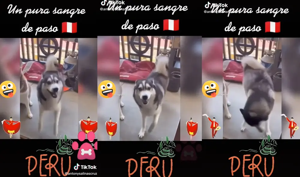 Perrito demuestra todas sus capacidades para danzar una marinera norteña. Foto: captura de TikTok Perrito demuestra todas sus capacidades para danzar una marinera norteña. Foto: captura de TikTok