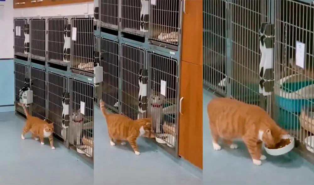 El minino causó sensación en las redes con su inesperada ocurrencia. Foto: captura de TikTok