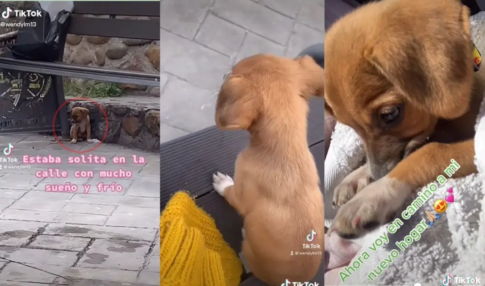 La joven, quien puso en adopción a la perrita, sigue vigilante ahora que ella vive con otra familia que pueda darle todos los cuidados. Foto: captura de TikTok
