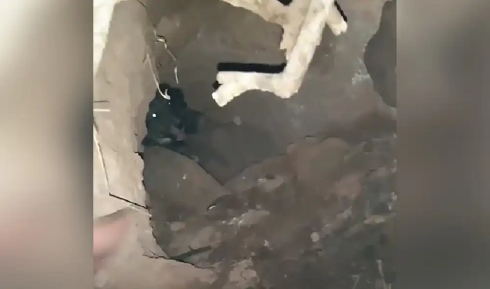 Los animales estaban en una especie de cueva. Foto: Captura de video de Carolina Arahuallpa/Facebook