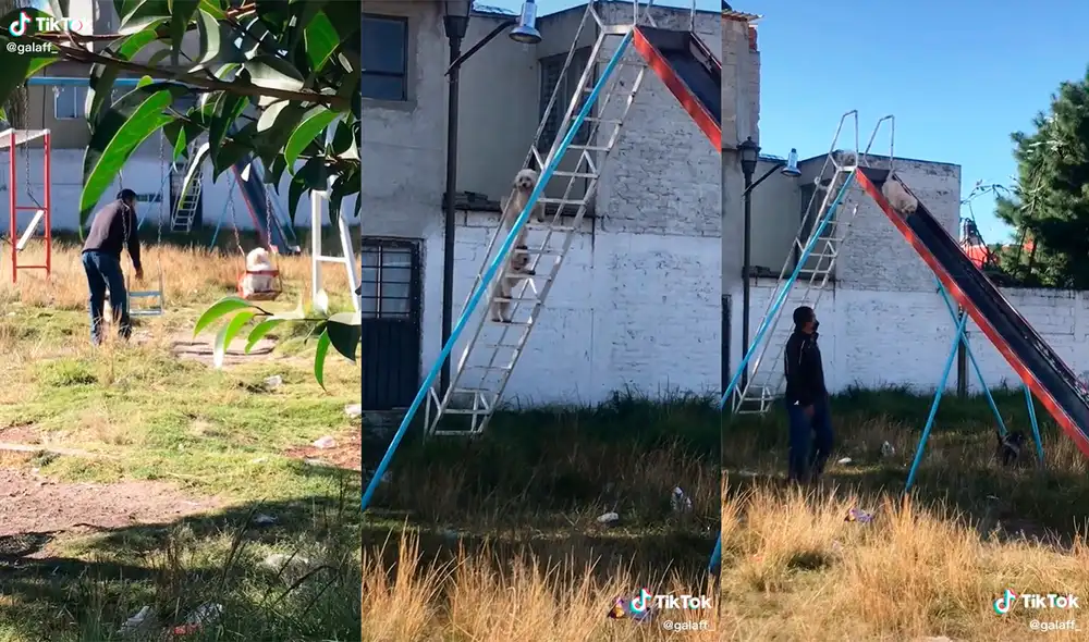 TikTok Viral: Hombre lleva a sus perros al parque para que se diviertan ...
