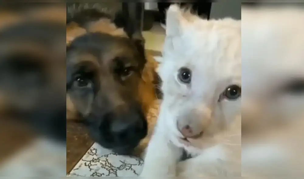 El reel de Instagram consiguió sumar más de 103.000 reproducciones. Foto: captura de Instagram