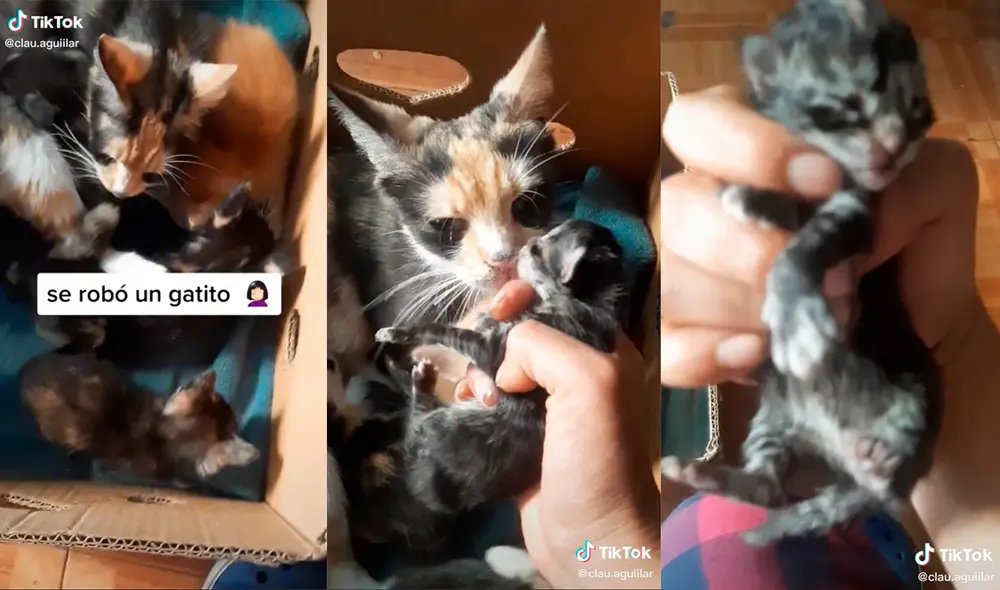 La minina tomó por sorpresa a su dueña, quien no pudo encontrar explicación al inesperado suceso. Foto: captura de TikTok La minina tomó por sorpresa a su dueña, quien no pudo encontrar explicación al inesperado suceso. Foto: captura de TikTok